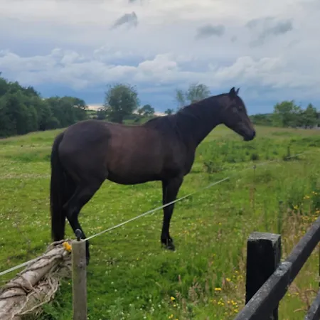 Connollys Doohamlet Castleblayney Nyaraló Monaghan