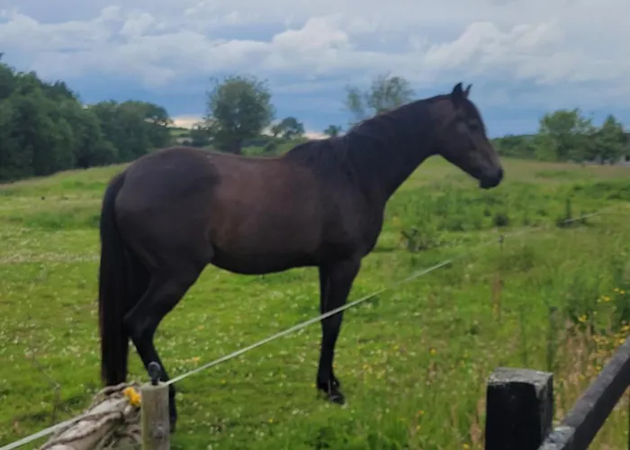 Connollys Doohamlet Castleblayney 別荘 モナハン